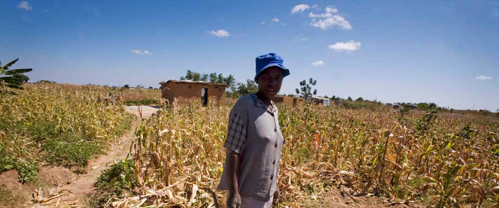 Woman in front of dry corn field